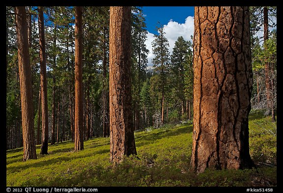 Ponderosa pine forest. Kings Canyon National Park, California, USA.
