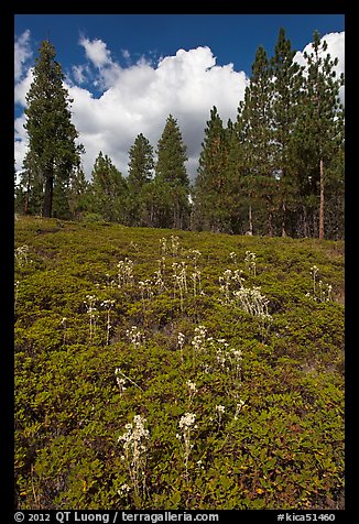 Wildflowers and pine forest. Kings Canyon National Park, California, USA.