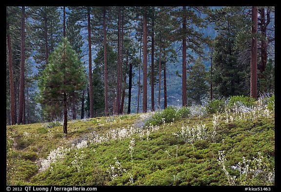 Wildflowers and trees above Lewis Creek. Kings Canyon National Park, California, USA.