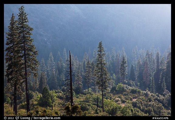 Forest and valley slopes. Kings Canyon National Park, California, USA.