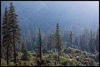 Forest and valley slopes. Kings Canyon National Park, California, USA. (color)