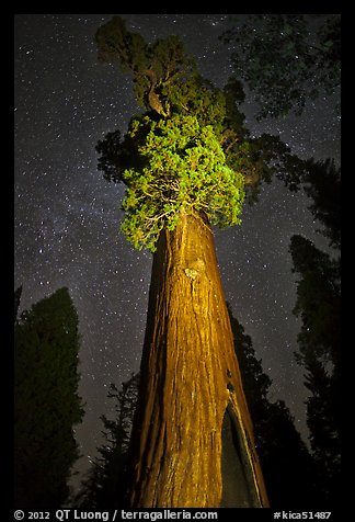 General Grant tree under starry skies. Kings Canyon National Park, California, USA.