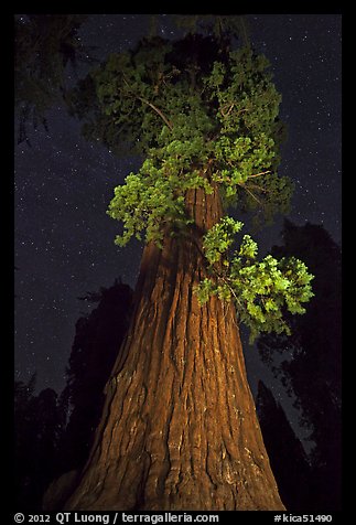 Giant Sequoia tree and night sky. Kings Canyon National Park (color)
