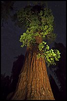 Giant Sequoia tree and night sky. Kings Canyon National Park, California, USA. (color)