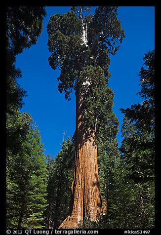 General Grant tree. Kings Canyon National Park, California, USA.