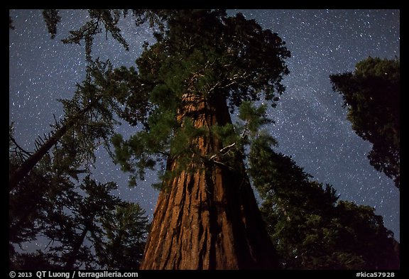 Giant Sequoia moonlit at night. Kings Canyon National Park, California, USA.
