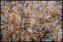 Close-up of fallen sequoia needles over hailstones. Kings Canyon National Park, California, USA.