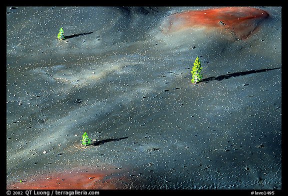Pine trees growing on ash dunes. Lassen Volcanic National Park, California, USA.