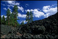 Pines on Fantastic lava beds. Lassen Volcanic National Park, California, USA.