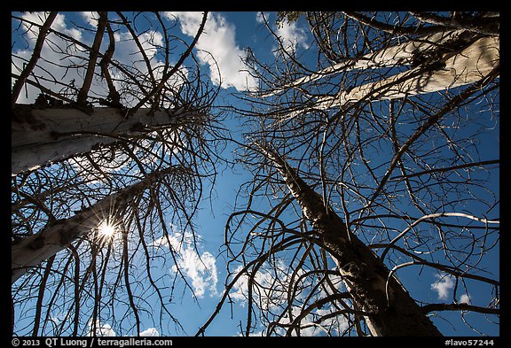 Looking up burned trees. Lassen Volcanic National Park (color)