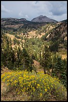 Rabbitbrush in bloom, forested valley, and Lassen Peak. Lassen Volcanic National Park, California, USA.
