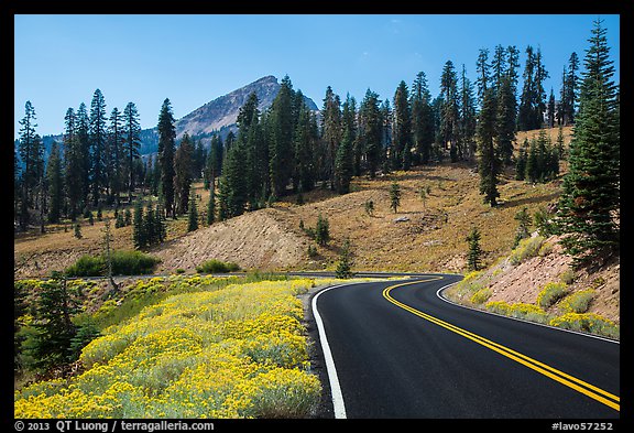 Road passing by Rabbitbrush in bloom. Lassen Volcanic National Park, California, USA.