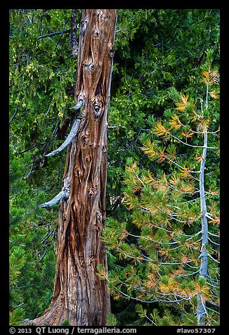 Weathered incense cedar trunk. Lassen Volcanic National Park (color)