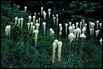 Tall beargrass flowers. Mount Rainier National Park, Washington, USA. (color)