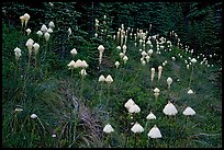 Conical beargrass flowers in forest meadow. Mount Rainier National Park, Washington, USA. (color)