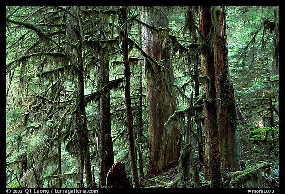 Carbon rainforest. Mount Rainier National Park, Washington, USA.
