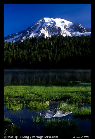 Mt Rainier reflected in Reflection lake, early morning. Mount Rainier National Park, Washington, USA.