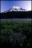 Wildflowers, Reflection Lake, and Mt Rainier, sunrise. Mount Rainier National Park, Washington, USA.