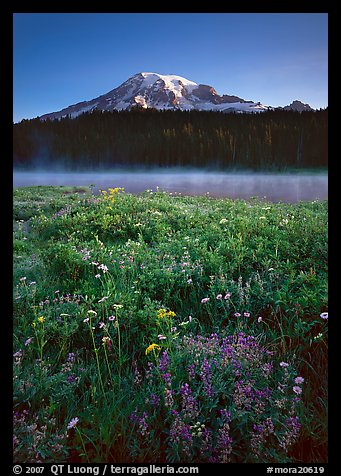 Wildflowers, Reflection Lake, and Mt Rainier, sunrise. Mount Rainier National Park, Washington, USA.