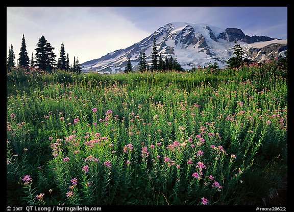 Field of pink flowers and Mount Rainier, late afternoon. Mount Rainier National Park, Washington, USA.