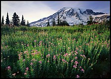 Field of pink flowers and Mount Rainier, late afternoon. Mount Rainier National Park, Washington, USA.