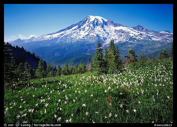 Avalanche lillies and Mt Rainier seen from  Tatoosh range, afternoon. Mount Rainier National Park (color)