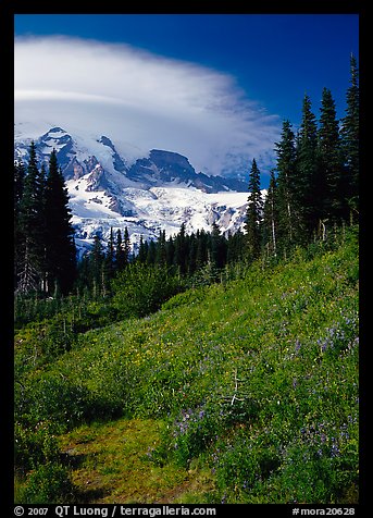 Meadow below Mount Rainier caped by cloud. Mount Rainier National Park, Washington, USA.