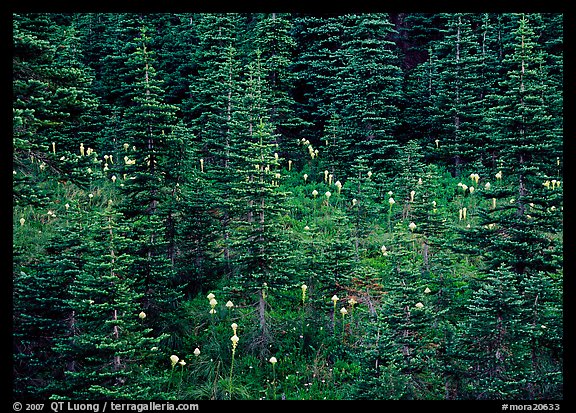 Beargrass and conifer forest. Mount Rainier National Park, Washington, USA.