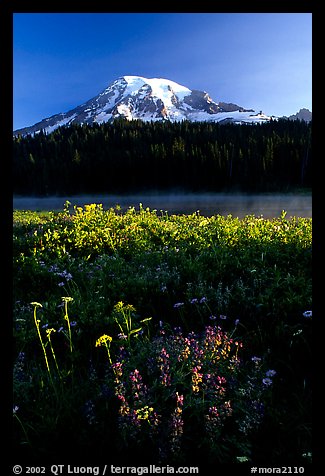 Summer wildflowers, Lake, and Mt Rainier, sunrise. Mount Rainier National Park, Washington, USA.