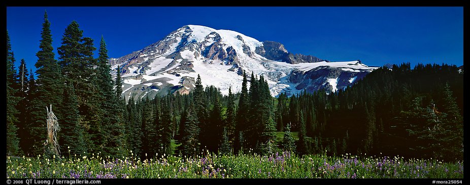 Flowers, trees, and snow-covered mountain. Mount Rainier National Park, Washington, USA.