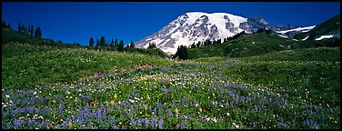 Wildflower meadow and snow-capped mountain. Mount Rainier National Park, Washington, USA.