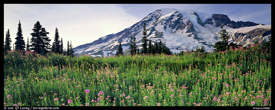 Carpet of wildflowers and snowy mountain. Mount Rainier National Park (color)