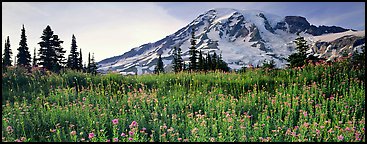 Carpet of wildflowers and snowy mountain. Mount Rainier National Park, Washington, USA.