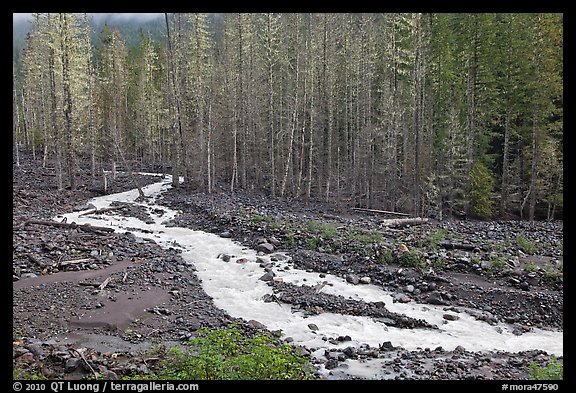 Tahoma Creek, Westside. Mount Rainier National Park, Washington, USA.