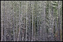 Bare trees and hanging lichen. Mount Rainier National Park, Washington, USA.