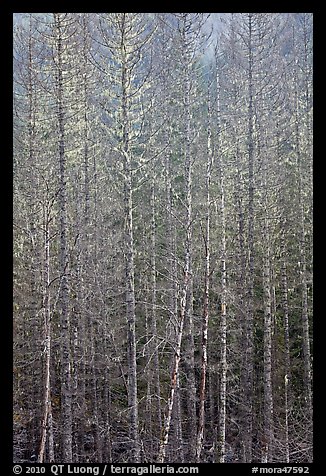 Bare forest, Westside. Mount Rainier National Park, Washington, USA.