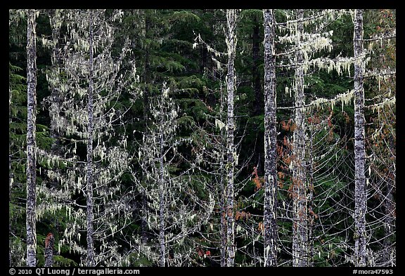 Trees with lichens hanging from branches. Mount Rainier National Park, Washington, USA.