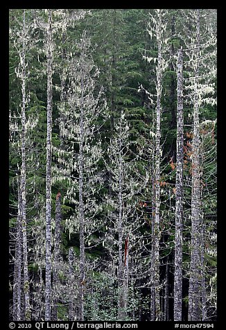 Pine trees and lichens. Mount Rainier National Park, Washington, USA.