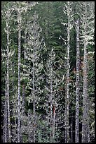 Pine trees and lichens. Mount Rainier National Park, Washington, USA.