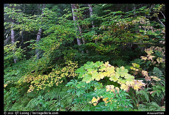 Big leaf maple on forest floor. Mount Rainier National Park, Washington, USA.