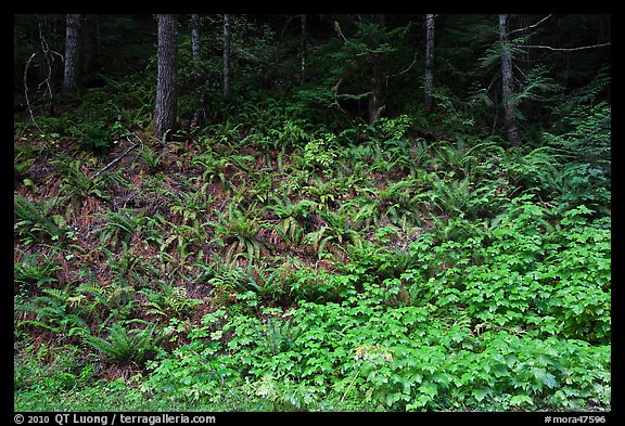 Ferns on forested slope, Westside. Mount Rainier National Park, Washington, USA.