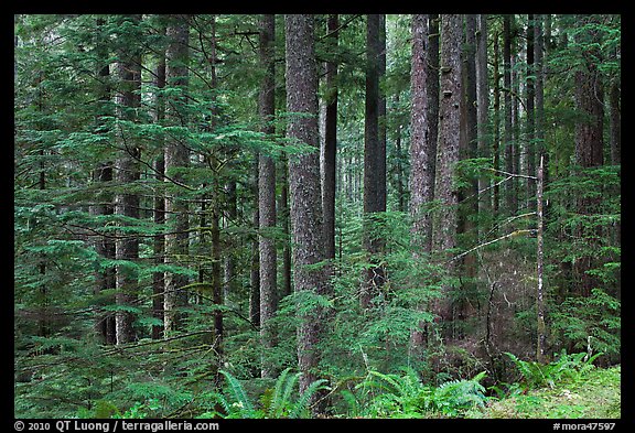 Forest. Mount Rainier National Park, Washington, USA.