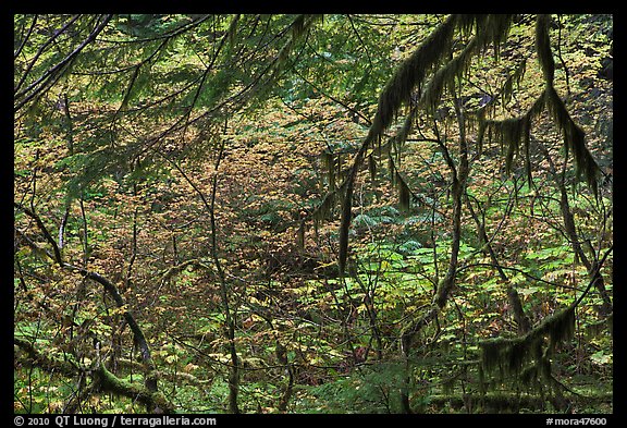 Autumn foliage in rainforest. Mount Rainier National Park, Washington, USA.