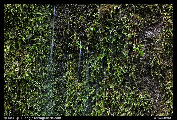 Water seeps over fern-covered rock. Mount Rainier National Park, Washington, USA.