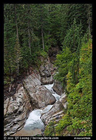 Creek in verdant forest. Mount Rainier National Park, Washington, USA.