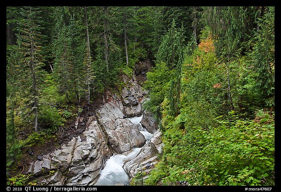Van Trump Creek flows in lush forest. Mount Rainier National Park, Washington, USA.