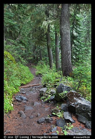 Comet Falls trail. Mount Rainier National Park, Washington, USA.