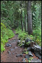 Comet Falls trail. Mount Rainier National Park, Washington, USA.