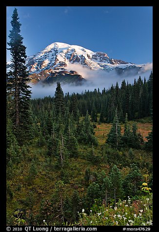 Conifer forest, meadows, and Mt Rainier viewed from below Paradise. Mount Rainier National Park, Washington, USA.