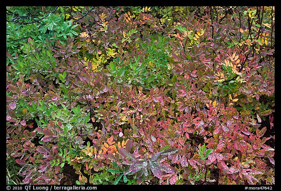 Close-up of multicolored berry leaves. Mount Rainier National Park, Washington, USA.